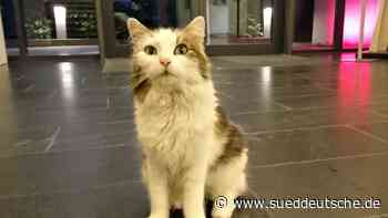 Gauting: Wem gehört die Bosco-Katze? - Starnberg - SZ.de - Süddeutsche Zeitung - SZ.de