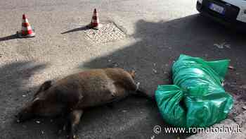 Due cinghiali trovati morti sulla Trionfale. Si indaga su possibile auto pirata