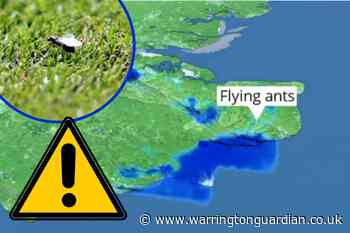 When is Flying Ant Day 2022 UK? Heatwave sparks warning to UK households