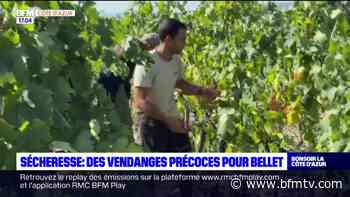 Nice: deux semaines d'avance pour les vendanges au Bellet - BFMTV