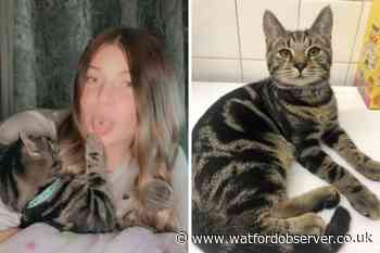Cat 'stolen in Watford' found dead near Luton Airport - Watford Observer