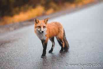 Free Will Astrology: Week of August 18, 2022 - Newcity