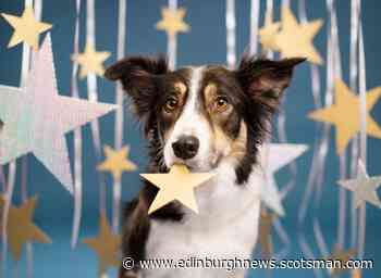 Dog Astrology: Horoscopes and what your lovable dog's star sign says about their personality 🌟 - Edinburgh News
