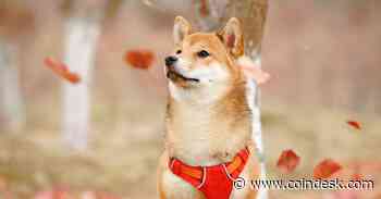 Dogecoin Jumps as Dogechain Gains Traction Among Retail Crypto Traders - CoinDesk