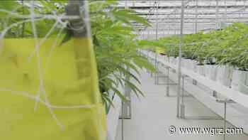 Retail cannabis application questions | wgrz.com - WGRZ.com