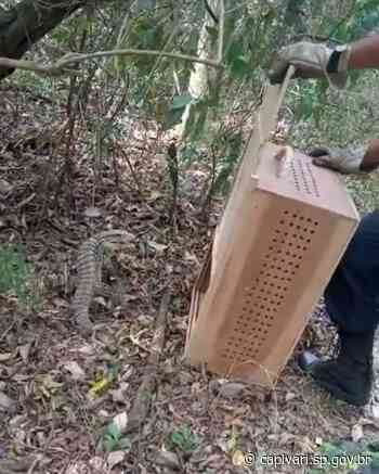 Defesa Civil de Capivari resgata lagarto teiú em residência no bairro Morada do Sol - Prefeitura de Capivari (.gov)