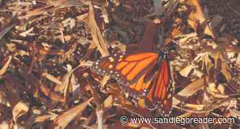 Monarch butterflies in San Diego up against the wall - San Diego Reader