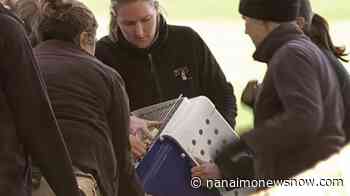 Red panda found in fig tree after escaping Australian zoo - Nanaimo News NOW