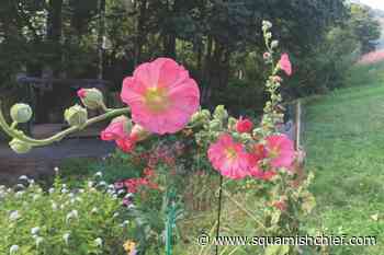 Check out this hidden Squamish children's playground. - Squamish Chief