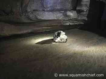 Dog, missing 2 months, found alive inside Missouri cave - Squamish Chief