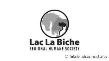 Job Opportunity - Animal Shelter Assistant - Lac La Biche Regional Humane Society - Lakeland Connect