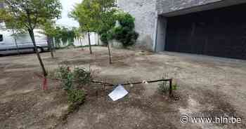 Bijzonder: ode aan jong gevallen boompje aan Parking Ramen - Het Laatste Nieuws