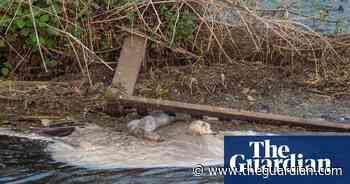 Raising a stink about sewage in our rivers - The Guardian