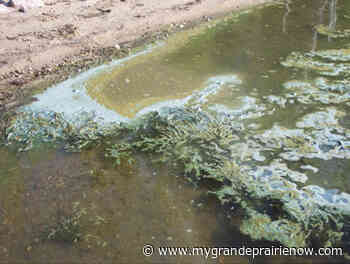 Blue-green algae bloom advisory issued for Moonshine Lake - My Grande Prairie Now