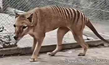 Scientists begin project to bring back the Tasmanian Tiger 100 years after it went extinct