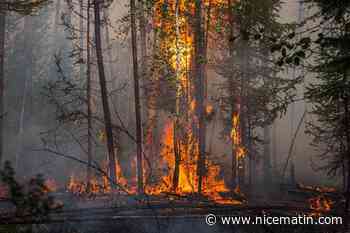 Les feux de forêt multipliés par deux dans le monde en vingt ans