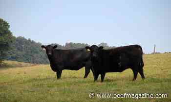 Researchers seek to improve economic sustainability of beef producers