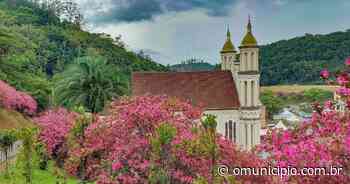 Azaleias colorem o Morro do Rosário, em Brusque; confira imagens - O Município
