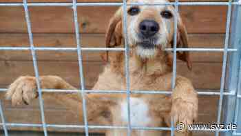 Forderung des Tierschutzbundes: Hälfte der Hundesteuer soll an Tierheime gehen - svz – Schweriner Volkszeitung