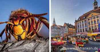 Hornissen-Alarm in Coburg? Frau berichtet von aggressiven Tieren - "regelrecht attackiert"