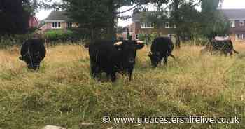 Gloucester's hidden gem: Barnwood arboretum and park - Gloucestershire Live