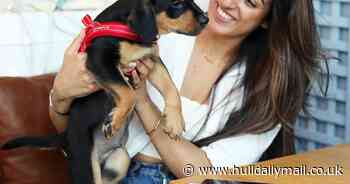 Tech brand launches puppy WhatsApp service to ease anxiety - Hull Live