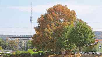 Sachsen: Bäume im Trockenstress - Herbst schon im August - Dresden - Bild.de - BILD