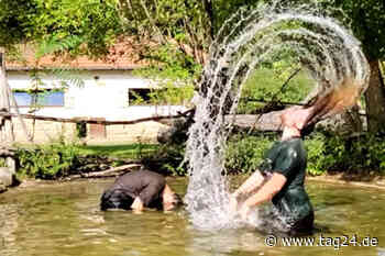 "Teich-Challenge" in Dresden! Zoo-Mitarbeiter gehen bei ihren Tieren baden - TAG24