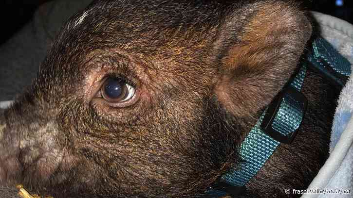 After death of pet pig, Chilliwack man looking for 1,000 signatures to bring ‘Hamson’s Law’ into effect
