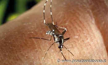 Stop a mosche e zanzare con l’erba che aiuterebbe contro vomito e diarrea - Proiezioni di borsa