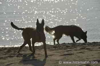 Une touriste française de 44 ans meurt après avoir été mordue par des chiens errants au Maroc