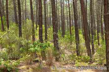 Horphag confirms inventory availability despite French forest fires - NutraIngredients.com