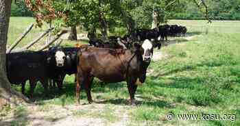 Getting cattle into the forest could help climate change, farmers and the livestock - KOSU