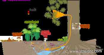 David Suzuki: There's hope in seeing the forest and the trees - The Georgia Straight