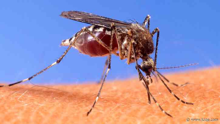 How to nix mosquitoes and reclaim your yard and garden