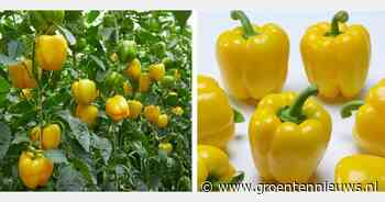 Nieuw geel paprikaras zet regelmatig, ook onder moeilijke omstandigheden - GroentenNieuws