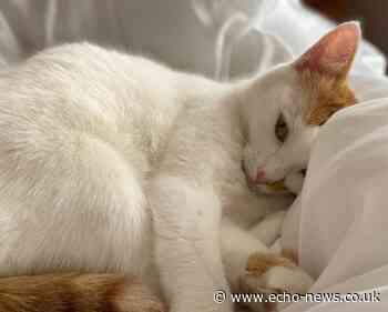 Missing Basildon cat sees owner set up campaign to find her | Echo - Southend Echo