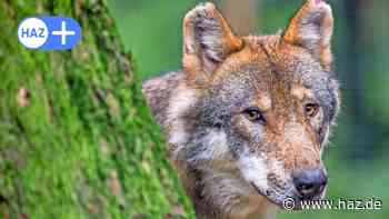Wolf offenbar nicht mehr in Hannover – kommt die Abschussgenehmigung trotzdem?