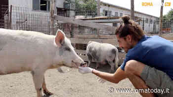 Peste suina, il Tar conferma: la Sfattoria potrà tenere solo due maiali