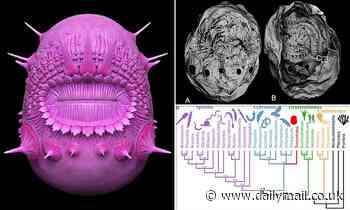 Scientists relieved as microscopic creature with no anus is NOT the earliest human ancestor