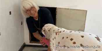 Marl: DRK Rettungshundestaffel Kreisverband Recklinghausen sucht nach vermissten Menschen - Marler Zeitung