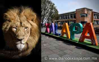 ¿Sabías que en Xalapa y Coatepec se han escapado leones que estaban en viviendas? - Diario de Xalapa