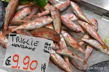 Pesca: Coldiretti, fermo attività in tutto l'Adriatico - Terra & Gusto - Agenzia ANSA