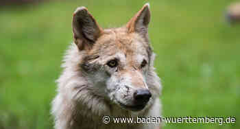 Verschiedene Fälle im Fördergebiet Wolfsprävention