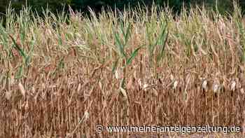 Erhebliche Dürreschäden bei Maisernte erwartet