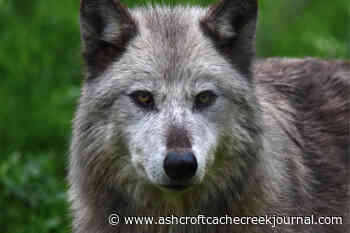 Wolves escape enclosure at Greater Vancouver Zoo; deemed suspicious - Ashcroft Cache Creek Journal