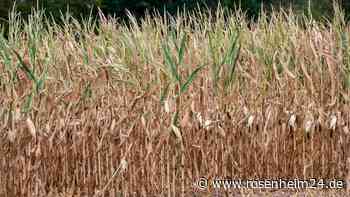 Erhebliche Dürreschäden bei Maisernte erwartet