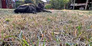 Trotz großer Dürre – Kreis Hildesheim spricht keine Verbote zum Bewässern von Gärten und Feldern aus - www.hildesheimer-allgemeine.de