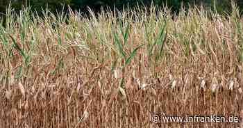 Erhebliche Dürreschäden bei Maisernte erwartet