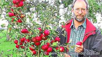 Obsternte Zollernalbkreis - Äpfel und Birnen versprechen guten Ernteertrag - Schwarzwälder Bote